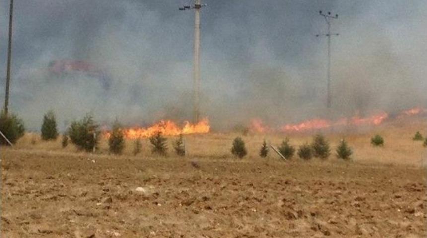 40 D&ouml;n&uuml;m &Ccedil;am Ormanı K&uuml;l Oldu