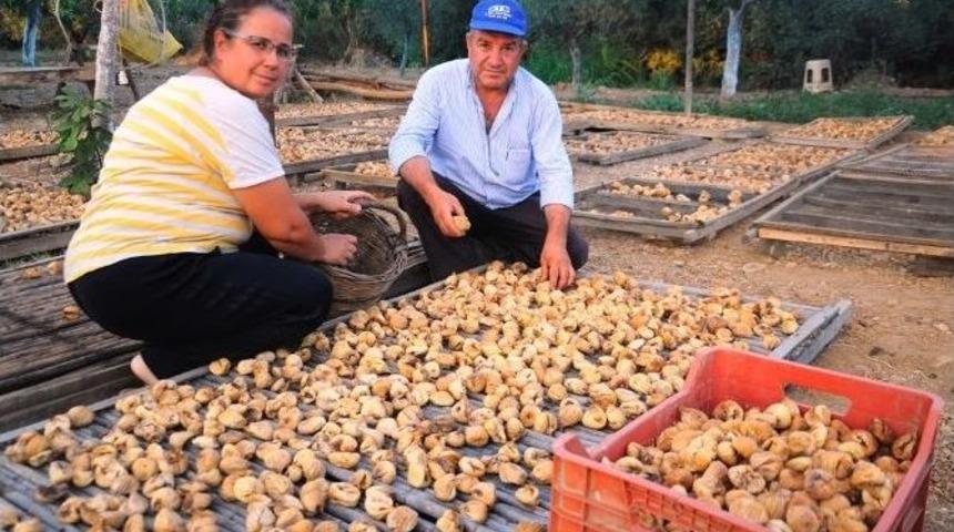 İncir&rsquo;de Bu Yıl Rekolte Ve Kalite Y&uuml;ksek