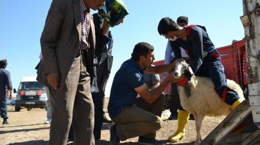 Ağrı&rsquo;da Gen&ccedil; &Ccedil;ift&ccedil;ilere Hayvanları Dağıtılmaya Başlandı