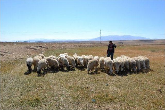 Ağrı’da Genç Çiftçilere Hayvanları Dağıtılmaya Başlandı