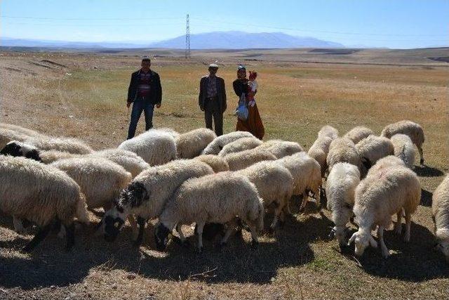 Ağrı’da Genç Çiftçilere Hayvanları Dağıtılmaya Başlandı