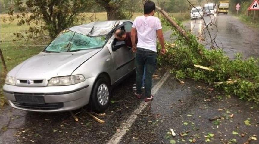 Otomobilin &Uuml;zerine Ağa&ccedil; Devrildi: 2 Yaralı