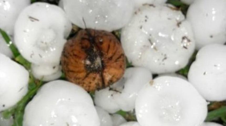 Samsun&rsquo;da Cevizden B&uuml;y&uuml;k Dolu Yağdı