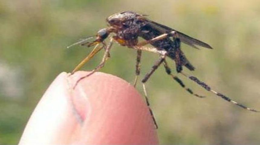 Sivrisinekler insanları neden se&ccedil;er?