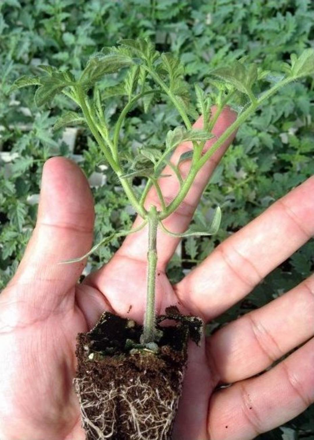 Domates Eski G&uuml;nlerine D&ouml;n&uuml;yor