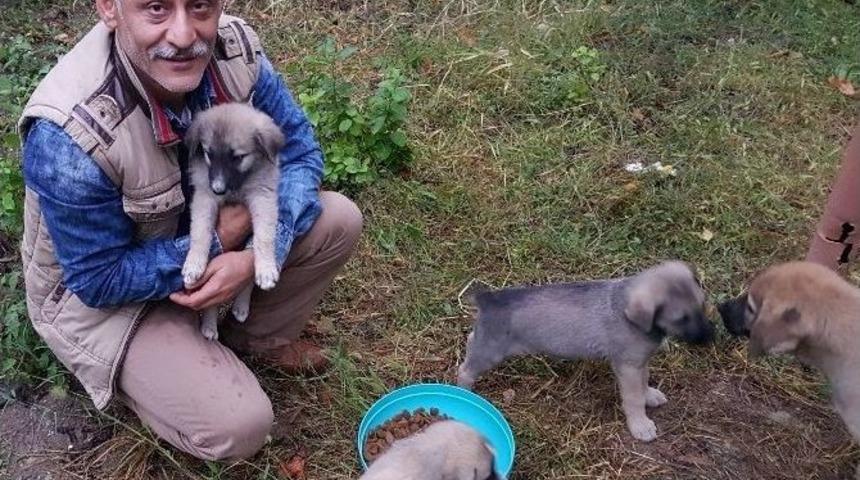 &Ouml;ğretmen, 9 K&ouml;pek Yavrusuna Sahip &Ccedil;ıktı