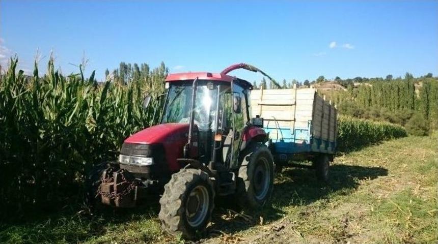 Pazarlar&rsquo;da Silajlık Mısır Hasadına Başlandı