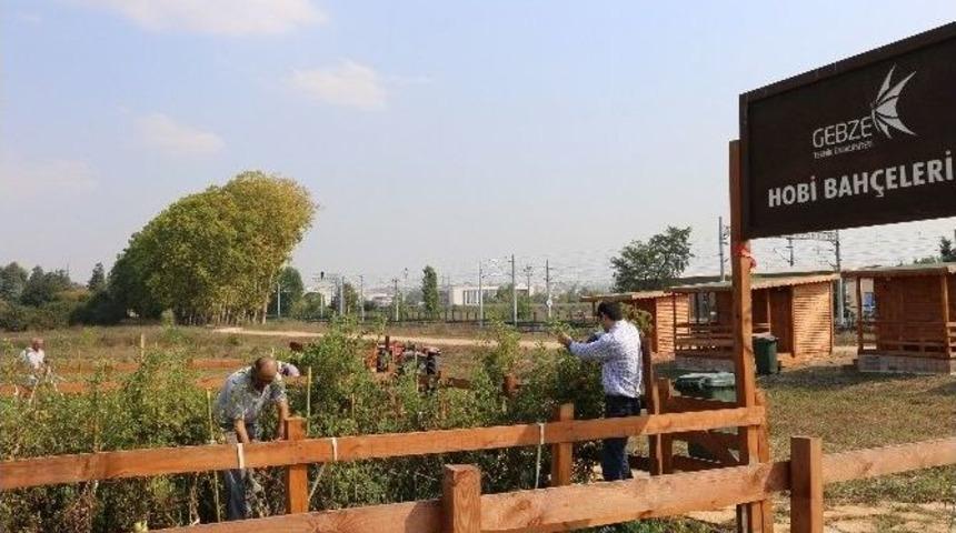 Gt&uuml;&rsquo;de &rsquo;hobi Bah&ccedil;eleri&rsquo; Projesinde Hasat D&ouml;nemi Başladı