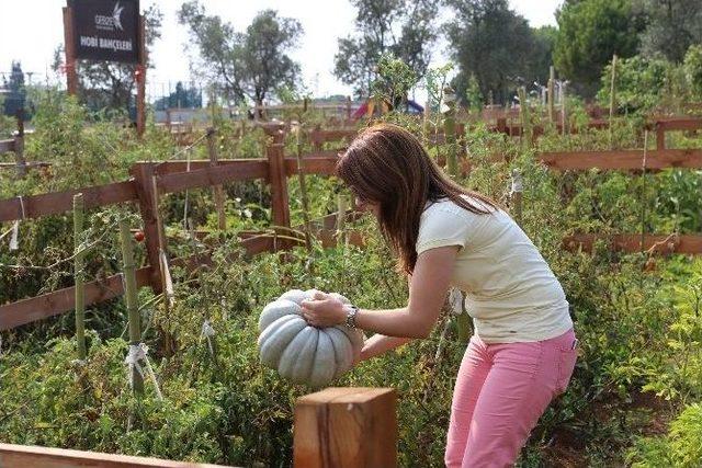 Gtü’de ’hobi Bahçeleri’ Projesinde Hasat Dönemi Başladı