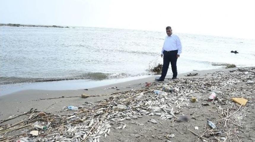 Mersin&rsquo;deki Balık &Ouml;l&uuml;mleri