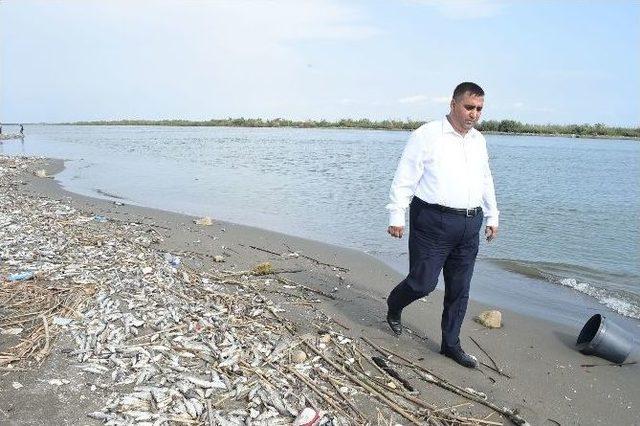 Mersin’deki Balık Ölümleri