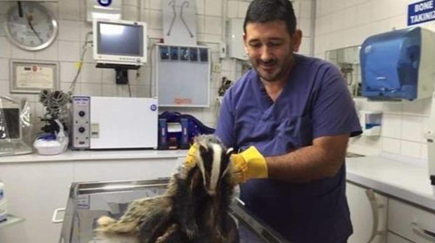 Yaralı Porsuk Sağlığına Kavuştu