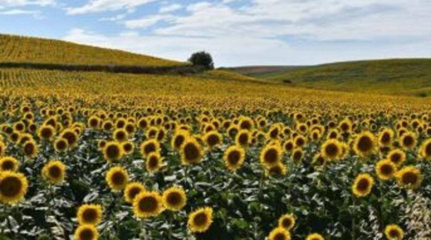 Ay&ccedil;i&ccedil;eği Şampiyonu Tekirdağ
