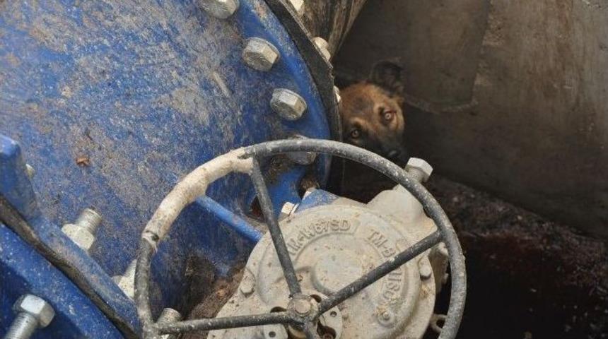 Kanala Düşen Köpeği Belediye Ekibi Kurtardı