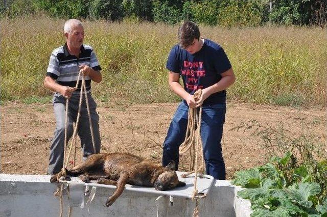 Kanala Düşen Köpeği Belediye Ekibi Kurtardı