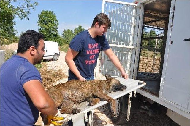 Kanala Düşen Köpeği Belediye Ekibi Kurtardı