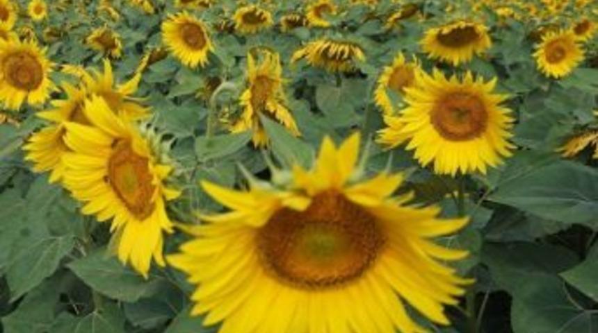 Kırklareli Ay&ccedil;i&ccedil;eği &Uuml;retiminde T&uuml;rkiye 4&rsquo;&uuml;nc&uuml;s&uuml;