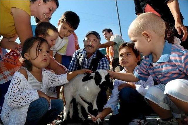 2. Ovacık Tarım Ve Sakız Koyunu Şenliği Başlıyor