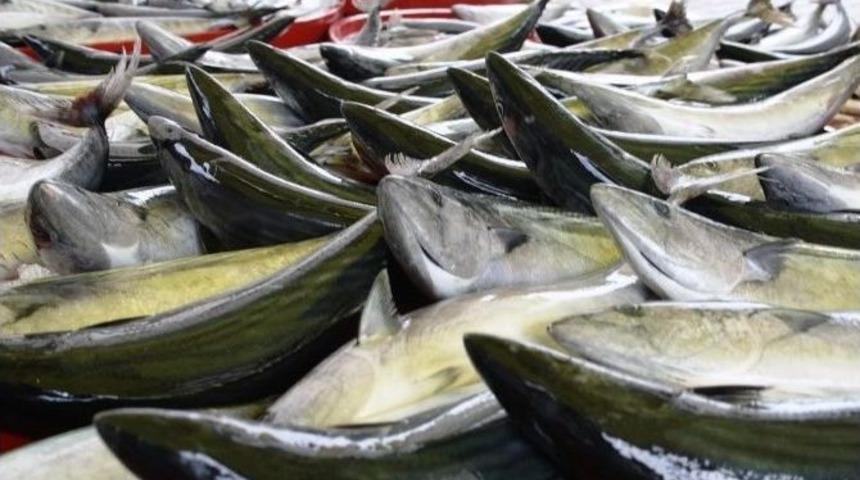 Ucuz Palamut Tezgahlarda Yerini Aldı