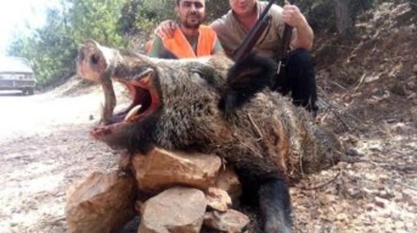 Balıkesir&rsquo;de Dağdan İnen Domuzlar Koyunlara Saldırıyor