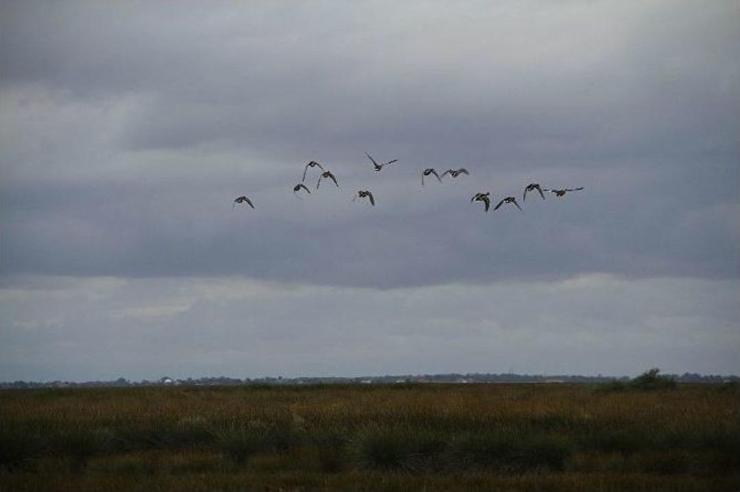 Kuş Cenneti Sosyal Medyadan Takip Edilebilecek