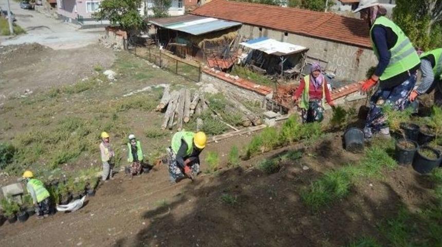 Otogara 10 Bin S&uuml;s Bitkisi