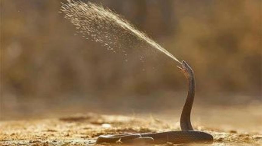 Aqua Vega&rsquo;da &ldquo;t&uuml;k&uuml;ren Kobra&rdquo; Ziyaret&ccedil;ileriyle Buluşuyor