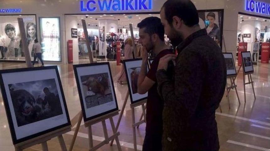 "hayvan Hakları Kareleri" Sergisi