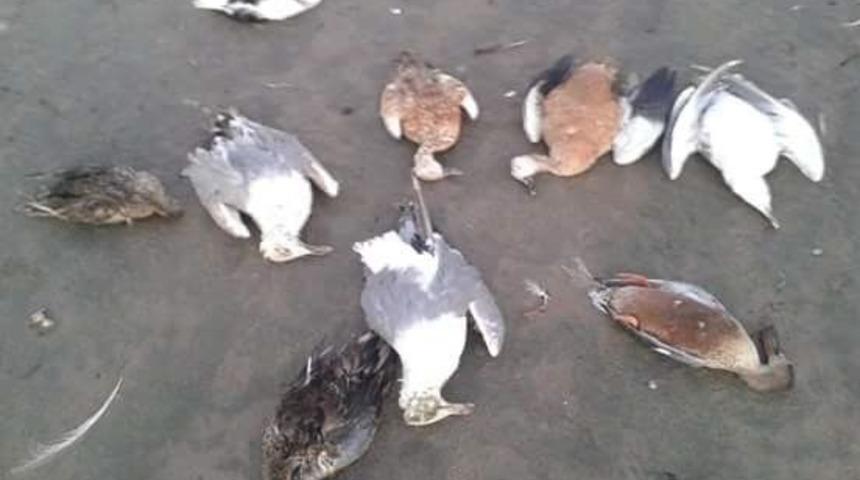Erçek Gölü’nde Kuş Ölümleri