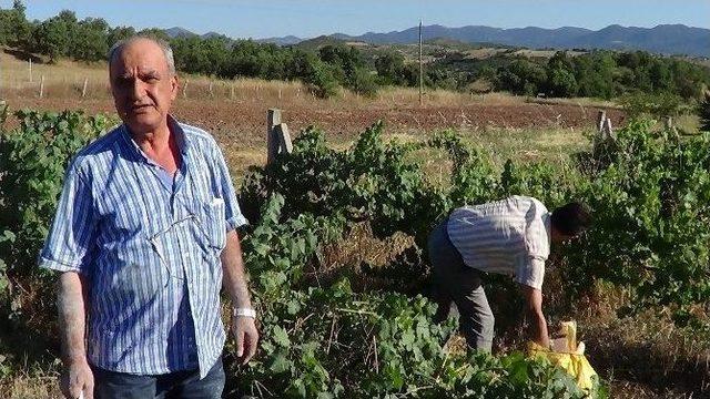 Kaoelin, İnşaat Ve Seramikten Sonra Tarımda Da Kullanılmaya Başlandı