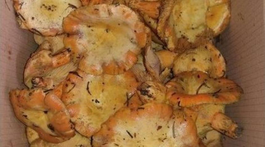 Bartın&rsquo;da Mantar Sezonu A&ccedil;ıldı