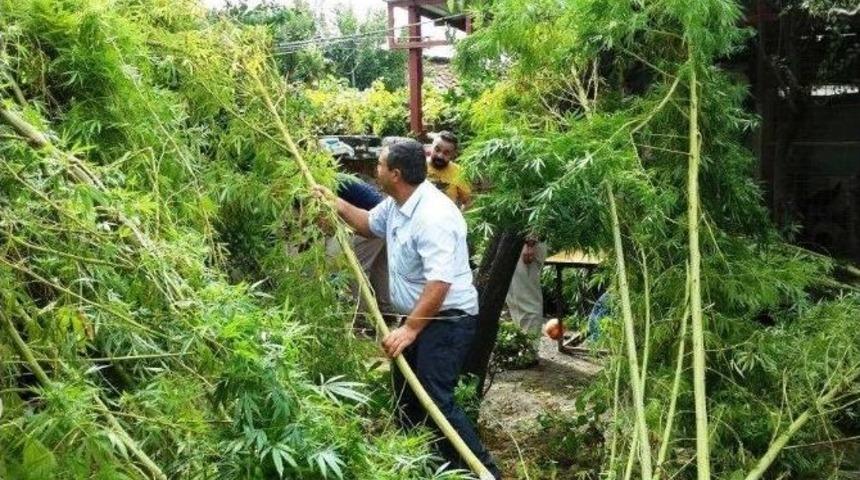 Ağa&ccedil; Boyunda Hint Keneviri Yetiştirmişler