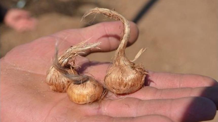 Isparta Safran &Uuml;retecek