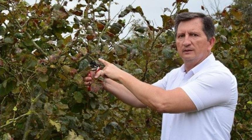 Fındık Hasadından Sonra Bunu Yapmayın