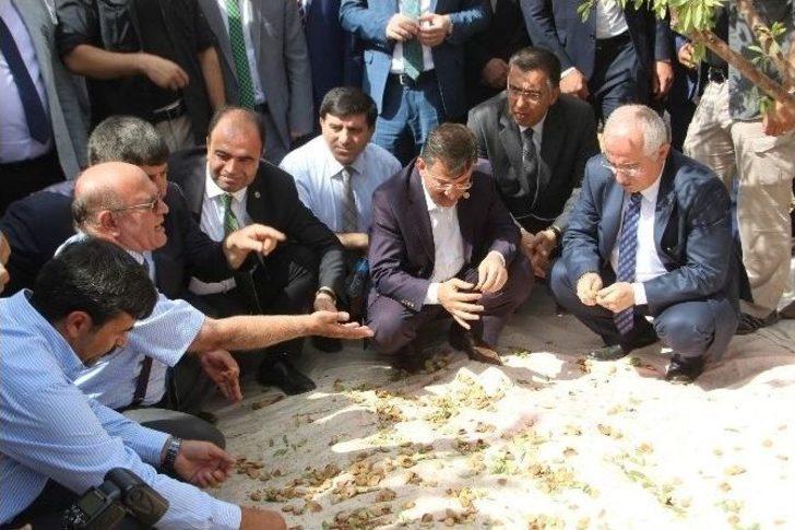 Şanlıurfa’da İlk Kez Badem Hasadı Günü Etkinliği Düzenlendi G1