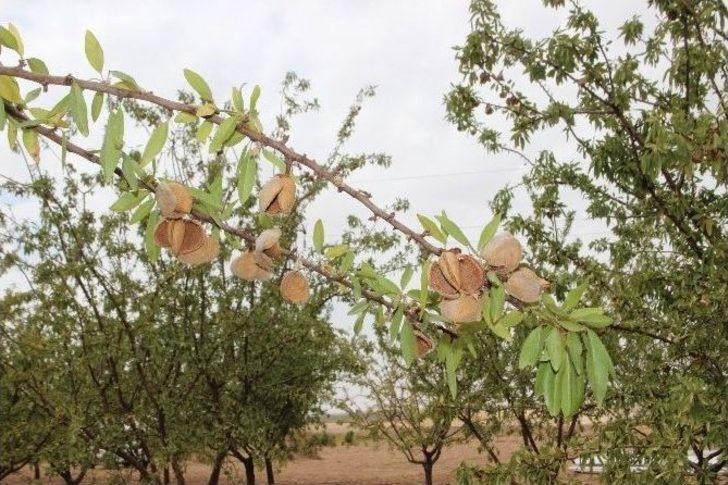 Şanlıurfa’da İlk Kez Badem Hasadı Günü Etkinliği Düzenlendi G2