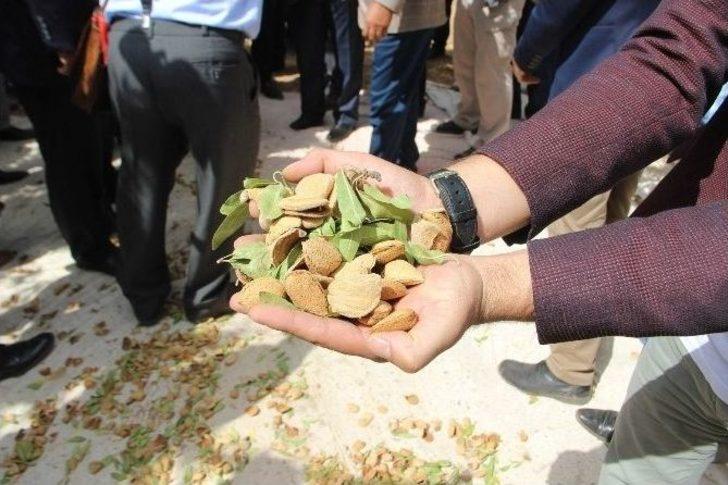 Şanlıurfa’da İlk Kez Badem Hasadı Günü Etkinliği Düzenlendi G4