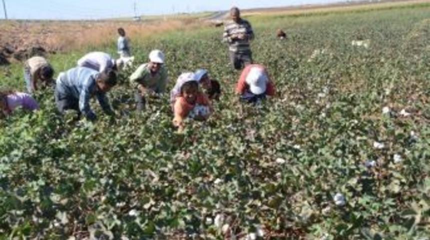 Hatay&rsquo;da Pamuk Toplama &Uuml;cretleri Belli Oldu