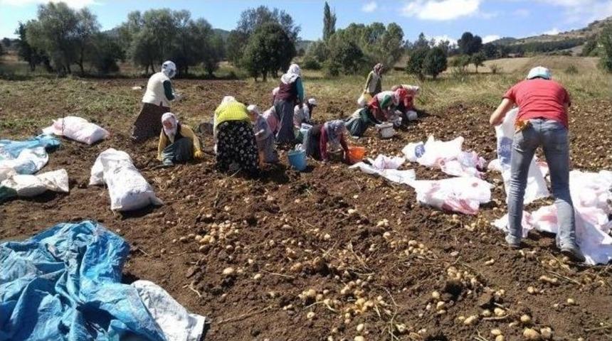 T&uuml;rkiye&rsquo;nin İlk &ldquo;beyaz Patates&rdquo; Hasadı Yapılacak