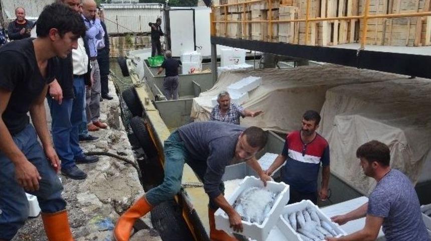 Zonguldak’ta Palamut Bereketi