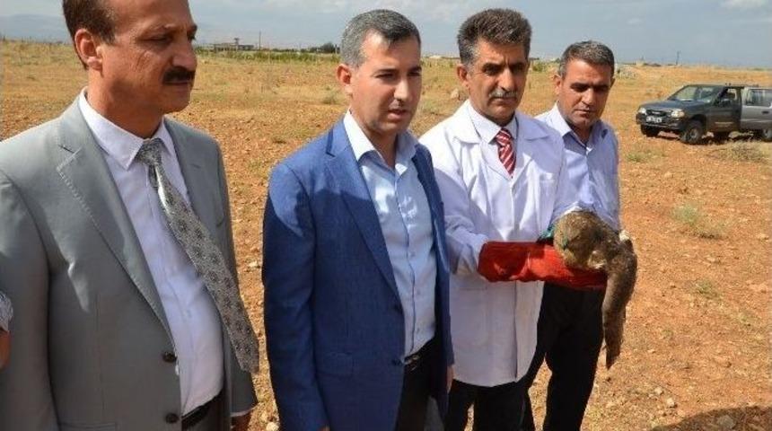 D&uuml;nyanın En Hızlı Kuşu Tedavi Edildi