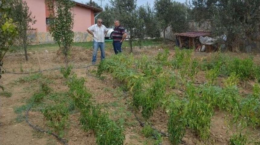 Burhaniye’de Domuzlar Bahçelere İndi