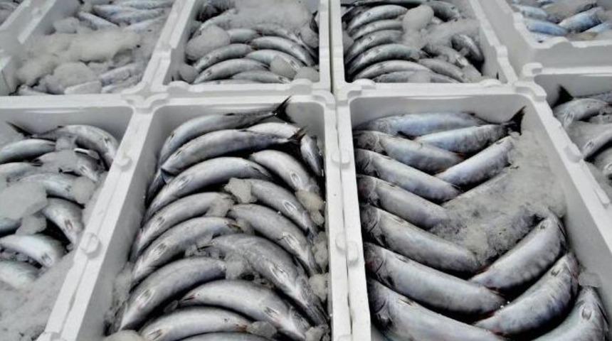 Bartın’da Palamut Bereketi