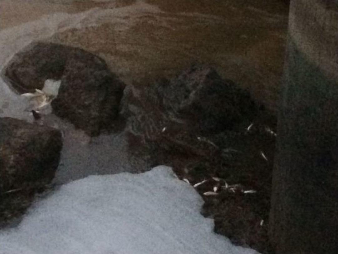 İslahiye&rsquo;de Sulama Kanalında Balıklar Kıyıya Vurdu