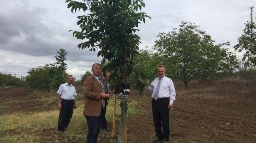 Ceviz Ağa&ccedil;larındaki Aşılama Sonu&ccedil;ları İncelendi