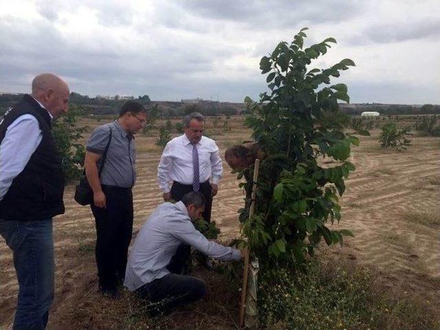 Ceviz Ağaçlarındaki Aşılama Sonuçları İncelendi