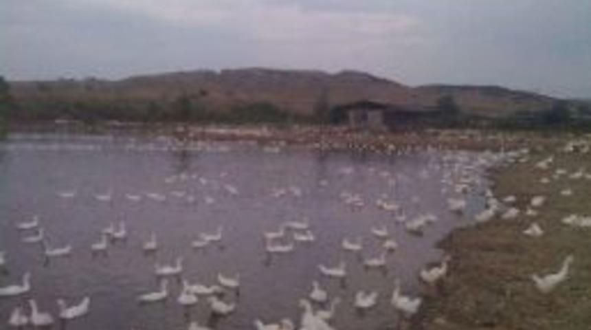 U&ccedil;an Kaz Tesisi &Ccedil;ıldır&rsquo;da Hizmete Girdi