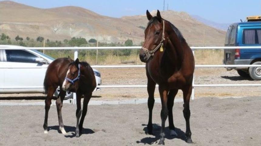 Erzincan&rsquo;a Hipodrom Yapılacak