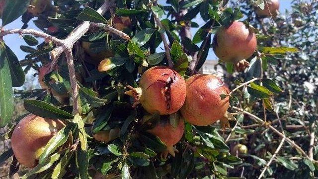 Mersin Büyükşehir Belediyesi Teknik Elemanlarından Çiftçilere Ziyaret