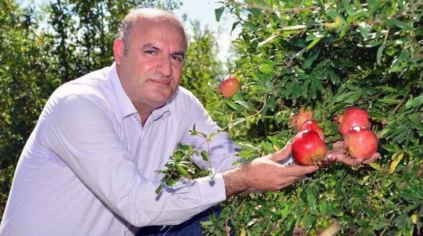 Nar &Uuml;retimi İkiye Katlandı